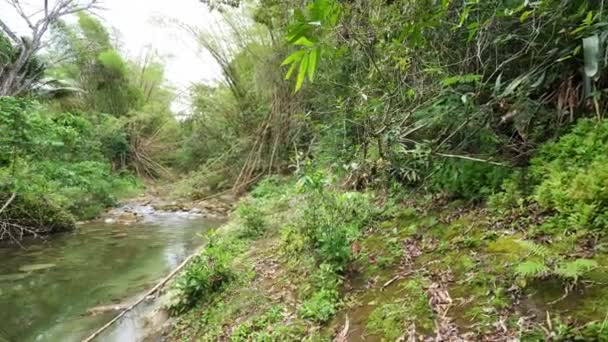 Jamaika tropik adada Ocho Rios nehir kıyıları astar yemyeşil bitki örtüsü ve bambu yansıtan sakin suları ile bir nehir veya dere güzel panning manzara görünümü. — Stok video