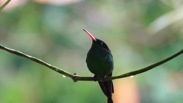 Eine Nahaufnahme eines Rotschnabel-Stromschwanzkolibris oder Doktorvogels, der auf einer Weinrebe sitzt, mit Wassertropfen auf der Rebe und Federn in ocho rios auf der tropischen Insel Jamaica in der Karibik. — Stockvideo