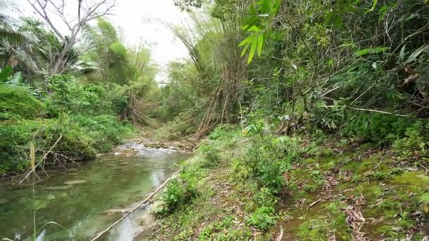 Jamaika tropik adada Ocho Rios nehir kıyıları astar yemyeşil bitki örtüsü ve bambu yansıtan sakin suları ile bir nehir veya dere güzel yavaş hareket panning manzara görünümü. — Stok video