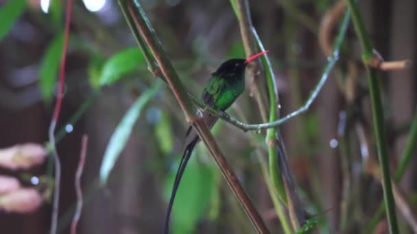 Eine Nahaufnahme eines rotschnabeligen Stromschwanzkolibris oder Doktorvogels, der auf einer Weinrebe sitzt, die seine Zunge herausstreckt und seine Nackenfedern in ocho rios auf der tropischen Insel Jamaica kratzt. — Stockvideo