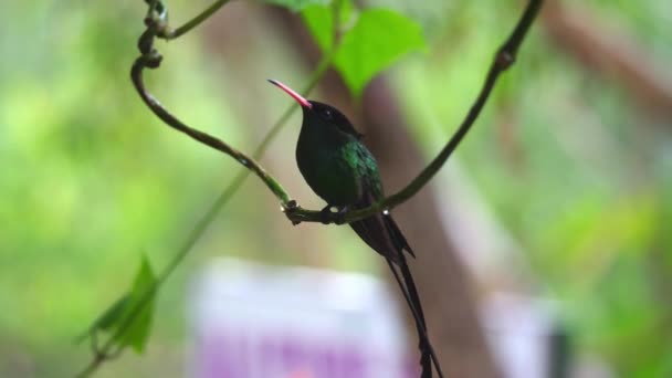 Eine Nahaufnahme eines Rotschnabelstromschwanzkolibris oder Doktorvogels, der auf einer Weinrebe mit Wassertropfen schläft und dann in ocho rios auf der tropischen Insel Jamaica in der Karibik davonfliegt. — Stockvideo