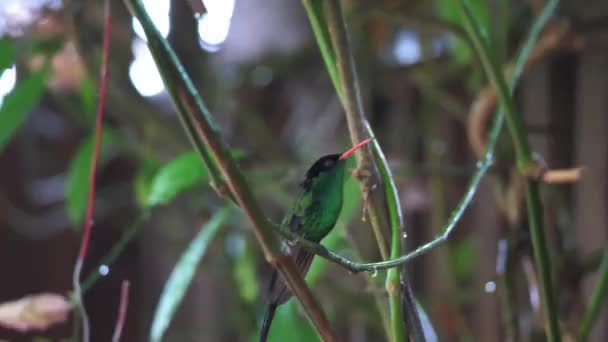 Kırmızı gagalı streamertail sinekkuşu ya da doktor kuş bir asma üzerinde oturan bir yakın çekim dilini dışarı sopa ve Karayipler'de Jamaika tropik adada Ocho Rios tüylerini kabartma. — Stok video