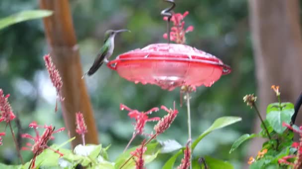 Movimento lento di due colibrì che si rincorrono intorno a un alimentatore di colibrì di plastica con fogliame tropicale sfocato sullo sfondo . — Video Stock