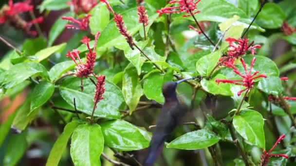 Un primo piano di un colibrì giamaicano Mango mentre si aggira e si nutre di nettare da fiori rosa in Ocho Rios con alberi tropicali e fogliame lussureggiante sfocato sullo sfondo . — Video Stock