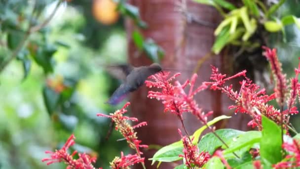 A close up of a Jamaican Mango hummingbird as it hovers and feeds on nector from pink flowers in Ocho Rios with tropical trees and lush foliage blurred in the background. — Stock Video