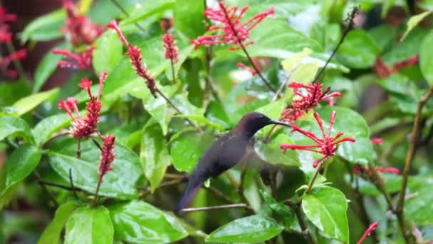 A close up of a Jamaican Mango hummingbird as it hovers and feeds on nector from pink flowers in Ocho Rios with tropical trees and lush foliage blurred in the background. — Stock Video