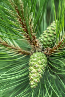 Büyük detay ve doku gösteren uzun bir iğne dökmeyen ağaç dalı üzerinde iki yeşilçam konileri bir closeup makro görüntü.