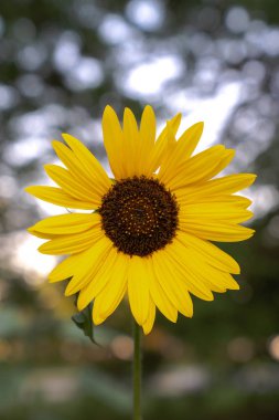 Tek bir parlak sarı ayçiçeği ile parlayan güneş ışığı ile ağaçlar ve dalları bulanık bokeh arka plan merkezli fotoğraf kadar yakın.