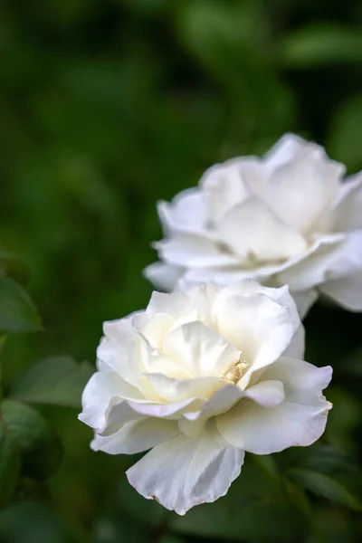 Closeup Floral Macro Photograph Two Beautiful White Roses Dark Green — Stock Photo, Image