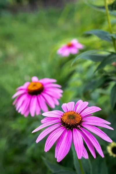 Close up macro flower or floral photograph of a pink or light purple coneflower with others blurred in the lush green dark color foliage bokeh beyond making a beautifully composed romantic background.