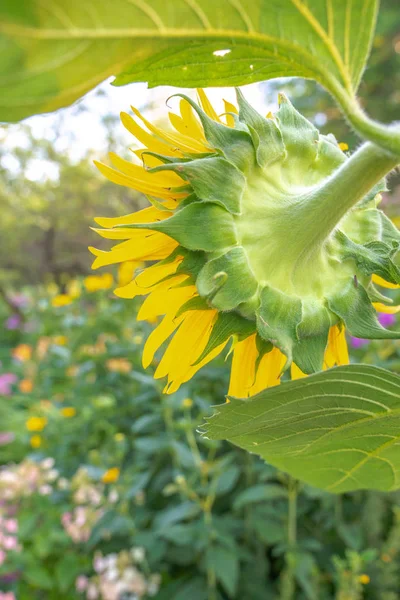 A close up view of the back of a large sunflower head with bright yellow petals and green leaves with lush foliage and flowers in planting bed blurred in background beyond.