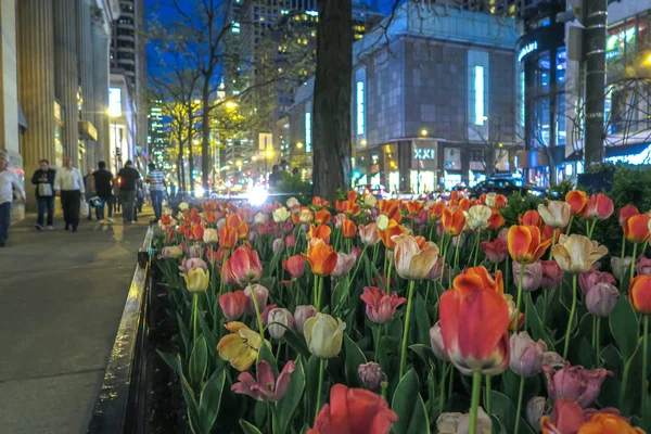 Chicago Mayo 2016 Los Tulipanes Están Plena Floración Las Camas — Foto de Stock