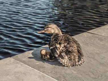 Onlar serin bir bahar gününde yansıtan bir havuzda su kenarı boyunca taş üzerinde oturup dişi anne yaban ördeği ile güneşte basks.