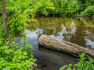 Nehir yatağının dibindeki kayalara ağaçları ve görünürlüğü yansıtan sakin su ile kıyı şeridi boyunca nehirde döşenen büyük bir kütük.