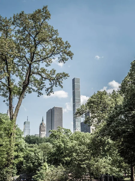 Central Park New York Tan Bakıldığında Uzun Sıska Veya Ince — Stok fotoğraf