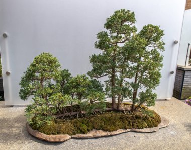 Küçük manikürlü minyatür Japon tarzı bonsai ağacı buzlu cam panel önünde ekranda.