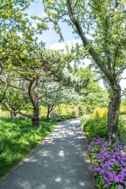 Mor, mor veya pembe renkli çiçekler ötesinde ağaçlar ve diğer bitkiler ile mesafeye giden bir manikürlü peyzajlı kıvrımlı yol boyunca büyür.