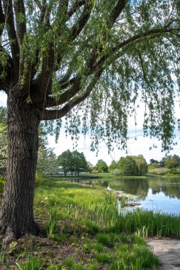 Karşı kıyıda ötesinde sakin su yansıtan ağaçlar ile bir gölet kıyı şeridi boyunca görünümü çerçeveleme büyük bir olgun ağlayan söğüt ağacının güzel bir manzara görünümü.