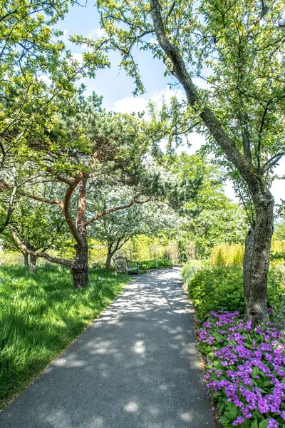 Purple, violet or pink colored flowers grow along a manicured landscaped meandering pathway leading into the distance with trees and other plants beyond. — Stock Image Purple Violet Pink Colored Flowers Grow Manicured Landscaped Meandering Pathway Stock Picture