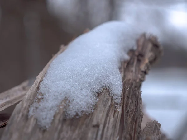 Patch Snow Sits Top Weathered Split End Tree Branch Broken — Stock Photo, Image