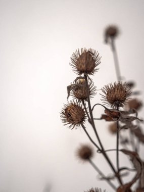 Ölü ve kuru kahverengi burdock çiçekli tohumları nanvra benzeri doku ve kırsal wisconsin kışın kanca ile closeup bulutlu beyaz gökyüzü ötesinde.