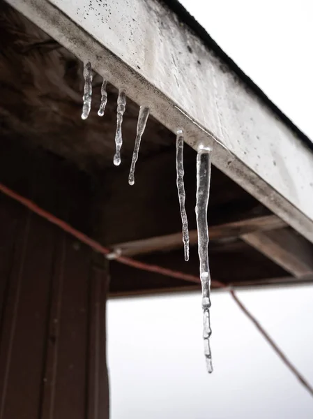 Several Frozen Icicles Hang Dirty White Fascia Board Roof Edge — Stock Photo, Image