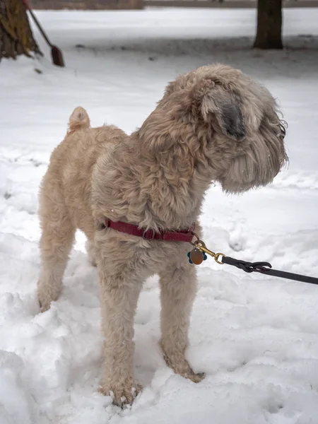 A soft-coated wheaten terrier pure breed male dog standing in the snow in winter wearing a harness and leash staring to the side with trees and shovel beyond.