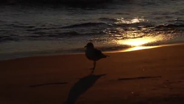 Közelkép egy sirály sziluett, ahogy ott áll a tükröződő nap előtt a homokban egy strand eltolódó fókusz a hullámok túl a madár, ahogy sétál a parton egy hosszú árnyék. — Stock videók