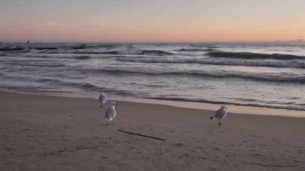 Feche o clipe de uma perspectiva de ponto de vista baixo olhando para as gaivotas enquanto elas caminham ao longo de uma costa de areia molhada enquanto as ondas rolam para a praia ao nascer do sol . — Vídeo de Stock