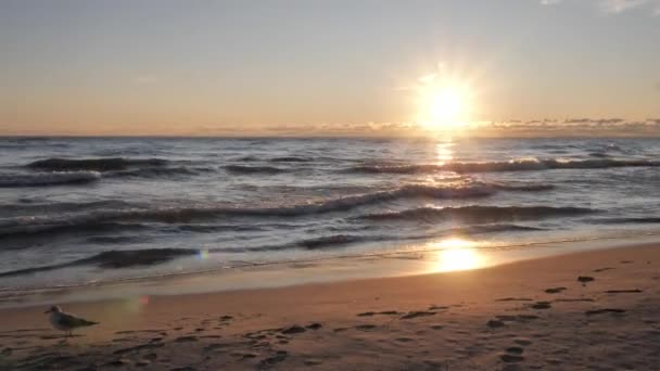 Wunderschöne Sonnenaufgangsaufnahme mit der Sonne, die über dem Horizont über dem Michigansee aufgeht und sich auf den Wellen und dem nassen Sand am Strand spiegelt, während eine Möwe am Ufer spaziert. — Stockvideo