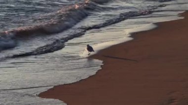 Aç bir martı Michigan Gölü 'nün kumlu kıyılarında yürüyor. Dalgalar yiyecek arıyor. Güneş ışığı yavaşça sudan yansıyor.