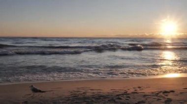 Güneşin ufuktan Michigan Gölü 'ne doğru gelişiyle çekilen güzel gündoğumu sahili boyunca bir martı kıyı şeridi boyunca yürürken dalgaları ve ıslak kumu yansıtıyor..