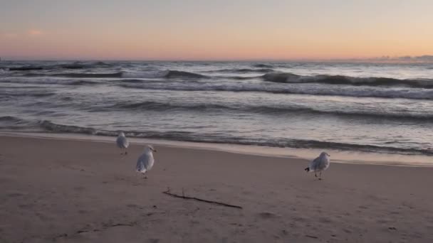 Zamknij powoli klip ruchu z perspektywy niskiego punktu widzenia patrząc na mewy, jak idą wzdłuż mokrej piaszczystej linii brzegowej, jak fale toczą się do plaży o wschodzie słońca. — Wideo stockowe