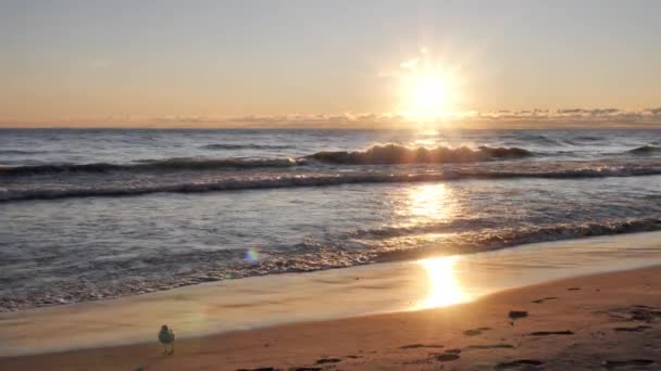 Wolno poruszający się widok słońca przechodzącego przez chmury na horyzoncie i odbijającego się na falach płynących na piaszczystą plażę, gdy mewa wychodzi z kadru. — Wideo stockowe