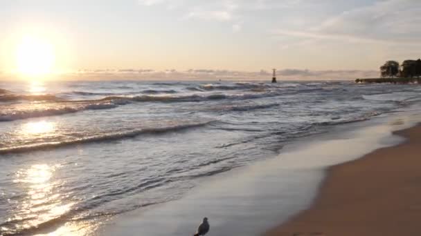 Um clipe de câmera lenta de uma mulher mista afro-americana com cabelo encaracolado em jeans e camisa floral de manga longa perseguindo uma gaivota na praia de areia ao nascer do sol enquanto as ondas rolam para fora do lago . — Vídeo de Stock