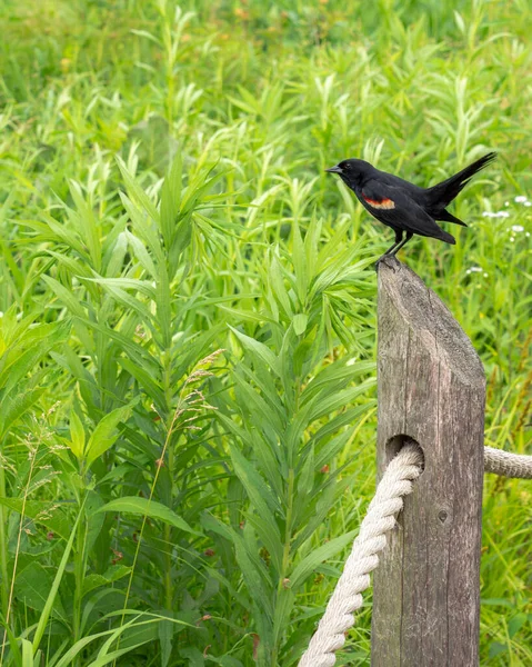 Acercamiento Pájaro Negro Alas Rojas Macho Sentado Una Cerca Madera —  Fotos de Stock