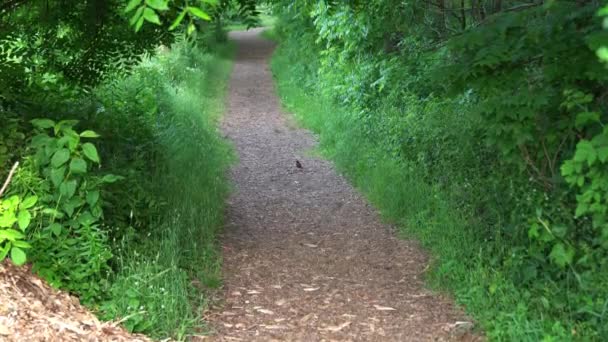 Belle Vue Panoramique Verticale Copeau Bois Chemin Terre Bordés Feuillage — Video