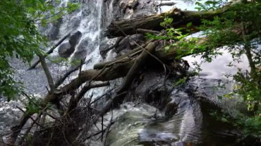 Bir şelalenin tepesini yakından görmek kayalıkların kenarından sarkan dallar ve kütüklerle su aşağıdaki nehre taşarken..