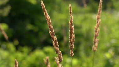 Yüksek süs çimenlerinin altın sarısı tepelerinin makro görüntüsünü kapatın. Rüzgarda salınan esinti, dikkatleri bir uçtan diğerine sürüklüyor ve yeşil Bokeh Ormanı arka planına sahip..
