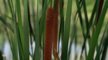 Cattail veya bulrush reeds ve kahverengi silindirik yumuşak ve tüylü çiçek başları Wisconsin 'de küçük bir göl boyunca sallanarak güzel bir arka plan oluştururlar..