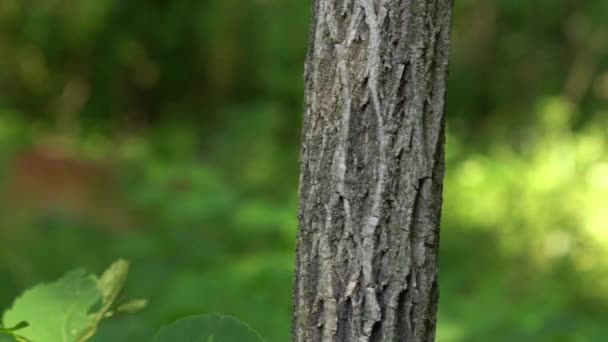 Panning Kolem Kmene Stromu Rozostřeným Jelenem Pozadí Přepínání Zaměření Jelen — Stock video
