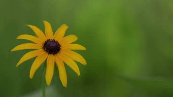 Primer Plano Macroplano Flor Susan Ojos Negros Con Grandes Pétalos — Vídeo de stock