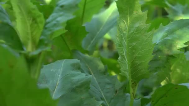 Close Panning Tiro Através Grandes Folhas Plantas Verdes Exuberantes Com — Vídeo de Stock