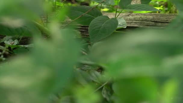 Panning Shot Gęstych Zielonych Roślin Bujnych Liści Starym Wietrznym Ogrodzeniem — Wideo stockowe