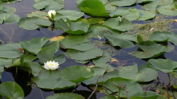 ウィスコンシン州の穏やかな池や湖に座っているユリのパッドと白い蓮の花の垂直方向にパンニング自然のショット — ストック動画