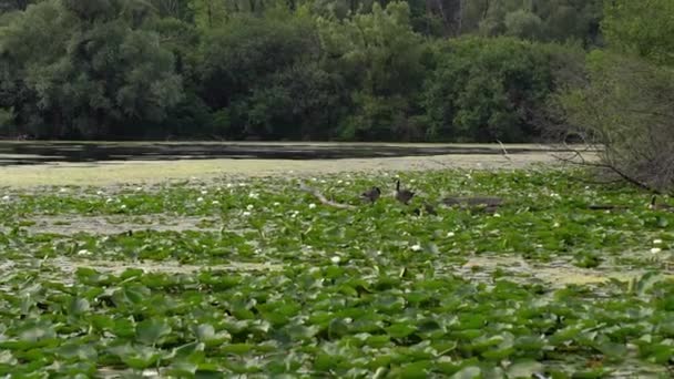 2匹のカナダのガチョウは ウィスコンシン州の湖のユリのパッドパッチの上に浮かんでいる丸太または枝に残り 海岸線に沿って緑豊かな葉が並んでいます — ストック動画