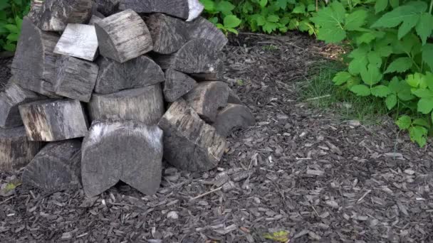 Close Vertical Pan Pile Split Sawn Logs Sitting Wood Chips — Stock Video