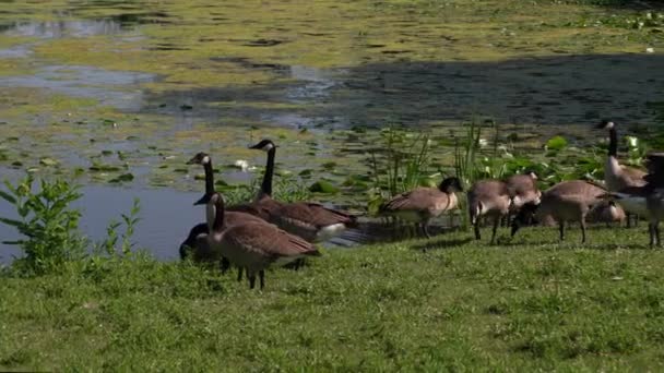 Bir Kanada Kaz Sürüsü Güneşli Bir Yaz Günü Wisconsin Göl — Stok video