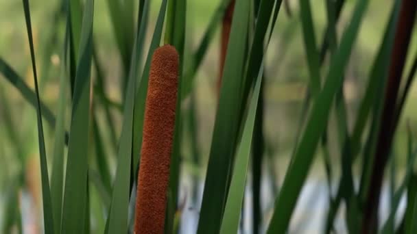 Close Cattail Juncos Touro Marrom Cilíndrico Macio Fuzzy Cabeças Flores — Vídeo de Stock