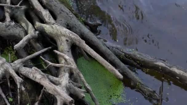 Lanzamiento Vertical Agua Algas Lavándose Contra Ramas Árboles Estanque Lago — Vídeos de Stock
